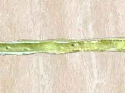 美縫劑有什么牌子好？用在家庭裝飾，該怎么選擇？